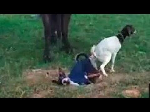 goats cross big Goat mating dog first time in village.,