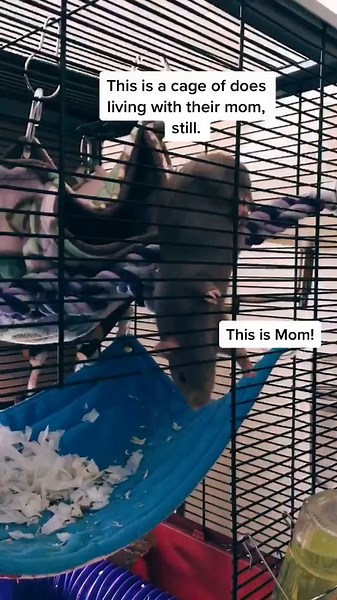 Rat Breeding Basics: Separating Bucks & Does in a Litter