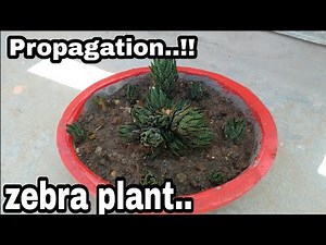 Zebra plant propagation, how to propagation succulents plant zebra plant,