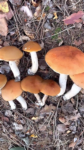 11K views · 168 reactions | Edible Mushroom picking #mushroom #orangebolete #bolete #edible #foraging #nature #forest #funghi #pennybun #hunting #shortsviral #trendingreels #StarsEverywhere #advertising #sweden #highlights | Lolitha Lind | Facebook
