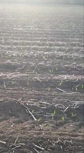 7.4K views · 114 reactions | Mais  seminato con seminatrice LEMKEN...