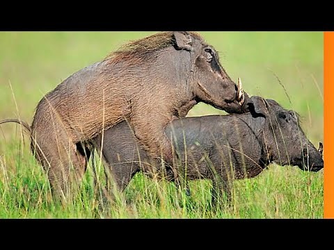 Conheça o acasalamento dos Javali