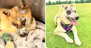 Burn Survivor Dog Ready To Give Back To Society, Becomes A Burn Unit Therapy Dog