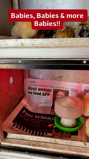 15 reactions | In the Chicken Shop! Lots of female chicks & ducklings ready to go home with families! | City Chicks Farm & Cafe | Facebook