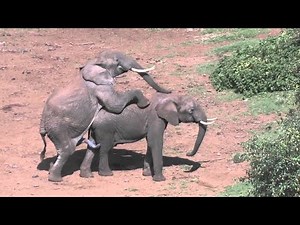 15 Ritualuri Ciudate de Imperechere ale Animalelor