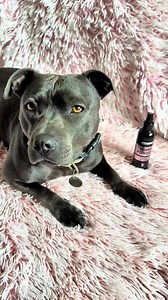 @Bailey.the.staffy.boo has that sweet smell going on! | Animology