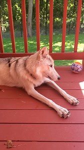 2.8K views · 154 reactions | Guardians is proud to announce that we are accepting private tours, wolf education and wolf therapy guests. If you are in the Northern Virginia area and are interested in this unique opportunity, please contact us at Guardiansofthewolves@gmail.com Or www.guardiansofthewolves.org | Guardians Of The Wolves | Facebook