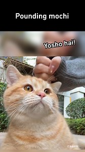 make the mochi extra chewy | 9GAG Aww