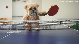 When I tried to qualify for the #Olympics #Paris2024 🏓 🐶🐻 | Munchkin the Teddy Bear