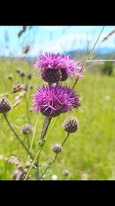 Wild Flowers field 😍 | Peaceful Nature