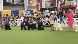 Miniature Winners Bitch. Poodle Club of America | The Canine Chronicle