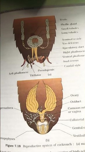 Difference between male and female cockroach 🪳