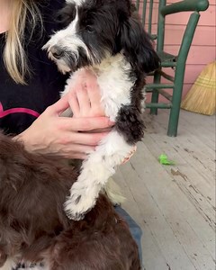 15 reactions | Available Toy Aussiedoodle “Gyspy” this sweet girl...