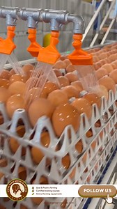 3.5K views · 11 reactions | Egg Processing Automation 勞 | Excel Agro services | Facebook