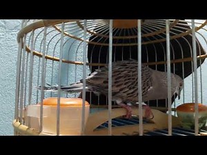 bán chim cu thái ở bình dương