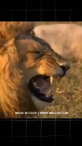 399K views · 5.6K reactions | ഉത്സവത്തിന് Endi ആറ് പടക്കങ്ങൾ. | Kevin Chronicle | Facebook