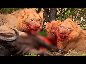 Los 6 Leones Asesinos más Famosos del la Historia