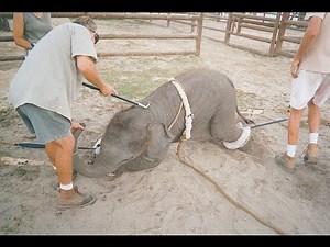 Ringling Bros.' Elephants Deserve Better Than Ringling