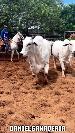 Vacas Nelore 🐮 | Daniel Ganaderia