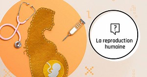 La reproduction humaine