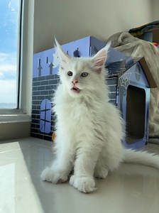 Maine Coon Poly | Maine Coon México - Kunzargo by Viviana Sánchez