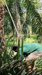 Palm Oil Seed Farming | பாமாயில் விதை விவசாயம் #palmoil #agri | DD Tamil