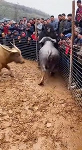 Experience the ultimate village showdown as Bigfoot takes on two powerful buffalos inside a large dirt ring surrounded by wire fencing! 👣🐃🐃 Captured in 4K daylight, watch dust fly as the buffalos charge and Bigfoot pushes back with raw strength. Villagers stand safely outside the wire, laughing, reacting, and recording every intense moment on mobile phones. Natural sunlight, real shadows, and authentic movements make this fight feel truly alive. No cartoon. 100% realistic. Raw, natural, and e
