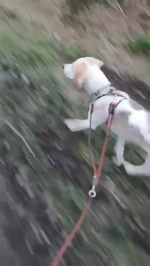 8.8K views · 171 reactions |  JESSIE’S APPEAL Our wee Jessie is...