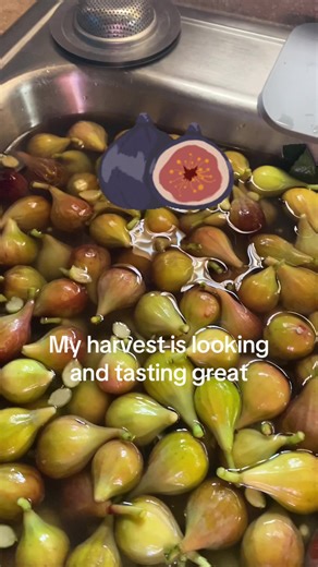 suzysweettea on TikTok