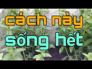 Cách trồng rau ngổ(ngò om) trong nước sống không sót cây nào xanh tốt nữa