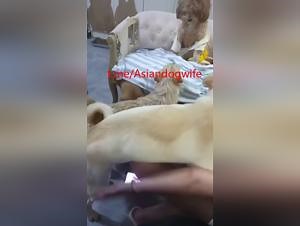 asian wife devoured by 8 canine beasts