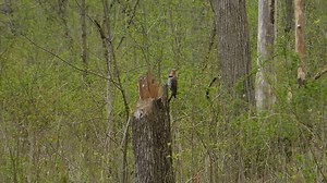 26 reactions | Northern Flicker at Ryerson Woods. | Where's Wildlife | Facebook