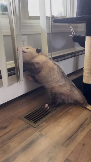 #slubhub #opossumreels #possums #possumposse #trashcat | Gladys the Opossum