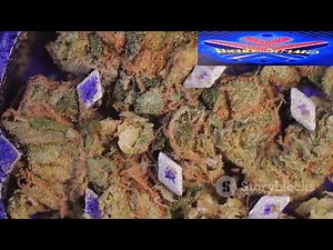 Mastering Feminized Cannabis Seeds with Colloidal Silver 🌿