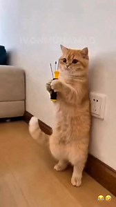 2.5M views · 30K reactions | Kucing Oren Kena Listrik藍 / Shocked Orange Cat! #reelsvideo #catlovers #catfunny #AI #usa | Ivon Muhamad | Facebook