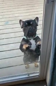 This pooch has MOVES. 🔥 (Via: @fred035schultz/Twitter)⁣ | Whistle Worthy