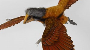 From dinosaurs to birds: The evolution that changed the sky