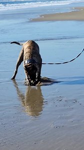 Presa Canario Luzifer * Focus on Breed Preservation: SoCalPresa is committed to preserving the integrity of the Presa Canario breed, ensuring that their puppies exemplify the breed's characteristics and qualities. * Positive Social Media Presence: SoCalPresa actively engages with their community through social media, sharing updates, educational content, and showcasing the happy lives of their dogs with their owners. * Client Testimonials: SoCalPresa has a long list of satisfied clients who have