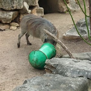 Makena the warthog is on a munching mission! 🐗🐗🐗 | San Antonio Zoo