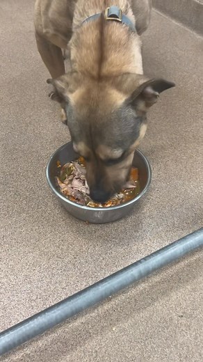 Ohio County Animal Shelter Ohio County WV on Reels