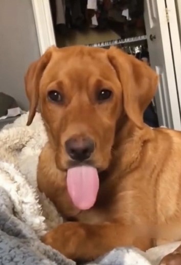 Funny Dog Moments.🤣#dog #funny #funnyvideo #dogtiktok #cute