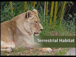 Terrestrial habitat