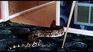 The Video Nasty Project: A Clockwork Orange : Free Download, Borrow, and Streaming : Internet Archive