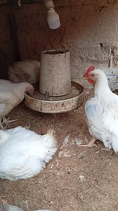 41K views · 207 reactions | Matured broilers are available for sale | CENT FARMS | Facebook