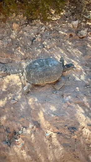 Desert hike at Calico Basin with the Chirumbolo girls 🥰 One more beautiful adventure together for the book of life… | Christina Chirumbolo