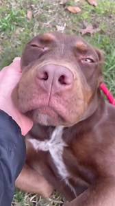 2.5K views · 273 reactions | Welcome to Seventh Heaven Rescue Roxanne is safe with our rescue. Thank you to those that donated. She is with Ania in wonderful loving hands. She will get all of the care that she needs and we will post updates very soon. Thank you so much.  | Seventh Heaven Rescue | Facebook