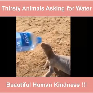 satisfied smiling lizard AT THE END | Legazpi City Albay