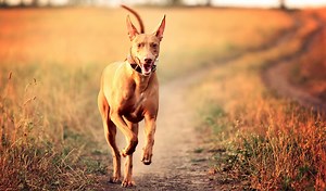 Pharaoh Hound Dog Breed Information