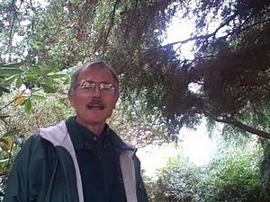 John from Weston Nurseries - Tsuga 'Pendula' (Weeping Hemlock)