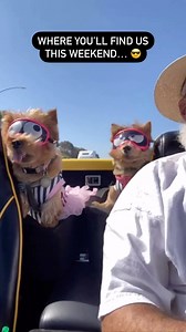 3.7K views · 256 reactions | The weather is warming up and the dogs are going out in style.   Juan-Carlos Cruz / @fur_rarrie | Rex Specs | Facebook